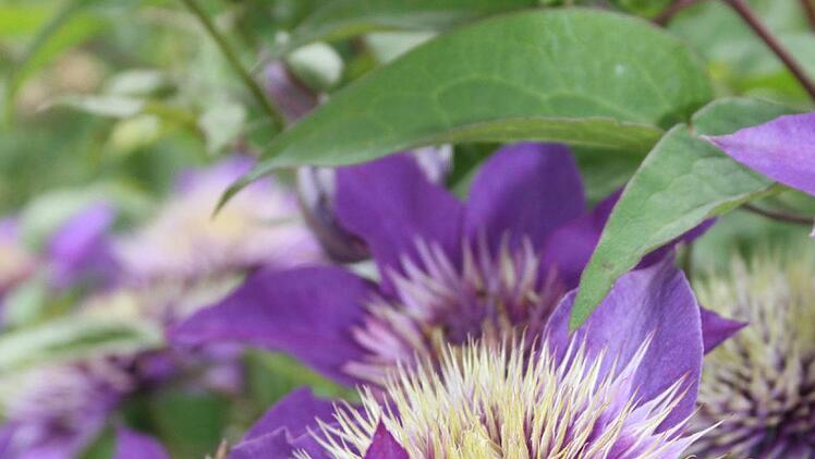 Passionsblumen im Garten von Renate Lauterbach