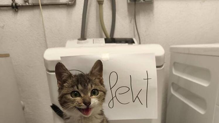 Tierheim Nürnberg: "Fanny ist sauer" - Ersatzgerät benötigt