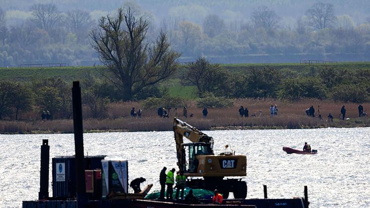 Gestrandeter Buckelwal