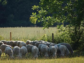 Eine Herde weidet am Sodenberg. Fotos: Arkadius Guzy