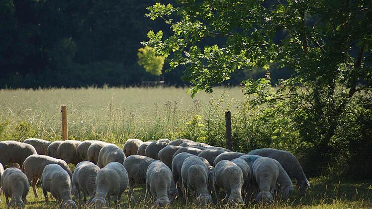 Eine Herde weidet am Sodenberg. Fotos: Arkadius Guzy