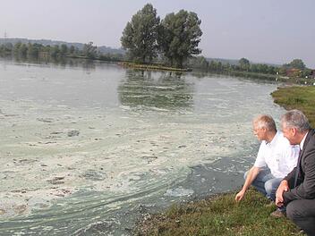 Der Wind hat viele Blaualgen aus der Kieswäsch geblasen. Was zurückbleibt, ist ein fauliger Gestank und eine Menge toter Pflanzen.