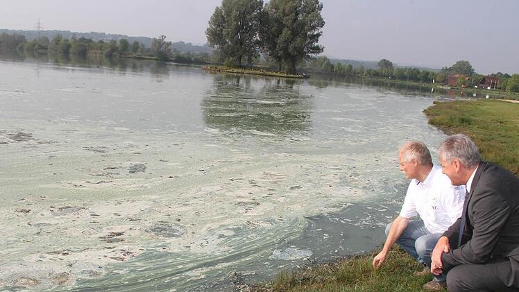 Der Wind hat viele Blaualgen aus der Kieswäsch geblasen. Was zurückbleibt, ist ein fauliger Gestank und eine Menge toter Pflanzen.