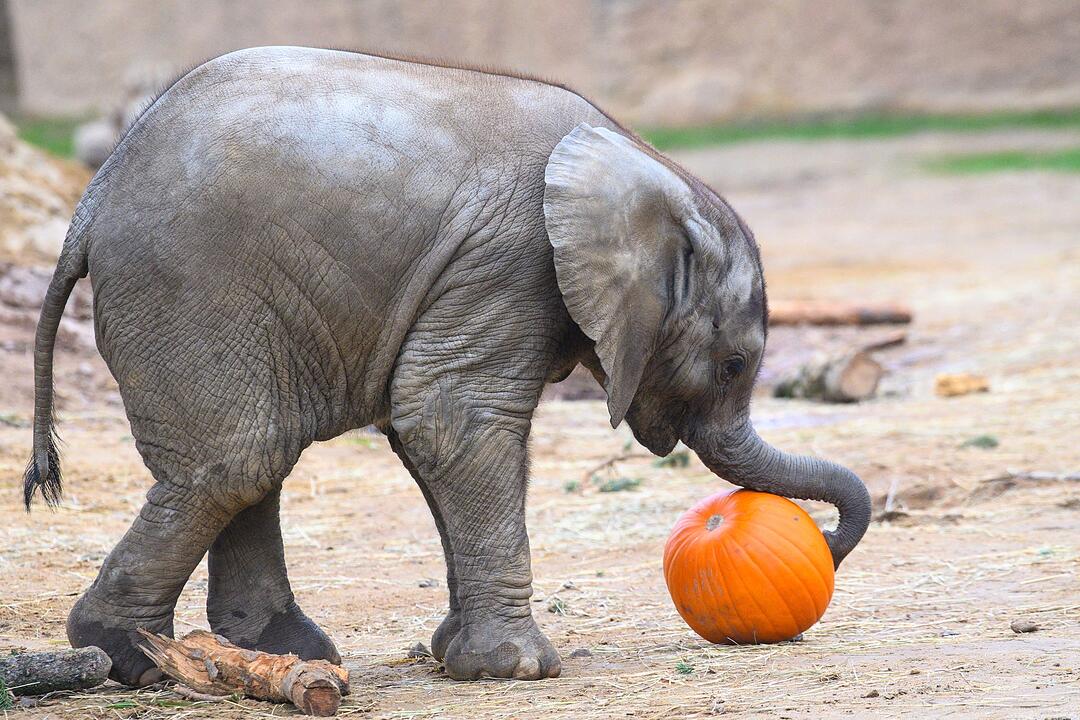 Vorbereitungen im Zoo auf Halloween