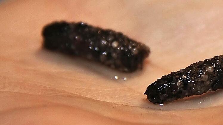 Larven der Köcherfliege