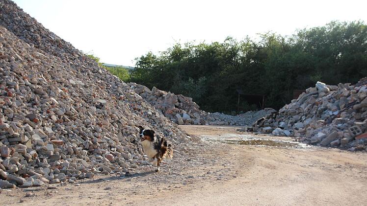 Die Hunde toben über das Gelände.