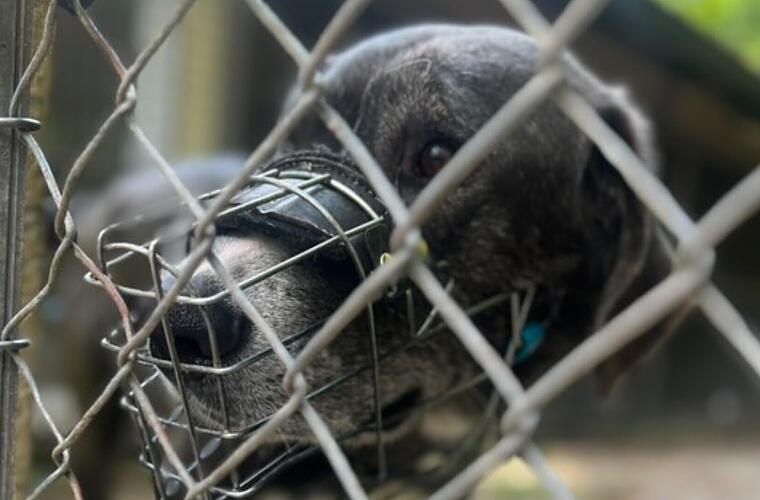 Im Tierheim Erlangen wird rasch klar, wie der "liebe Kerl" wirklich tickt