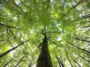 Der Steigerwald birgt nicht nur viele kulturelle Besonderheiten, sondern beeindruckt Einheimische wie Gäste auch mit der Schönheit der Natur. Foto: dpa