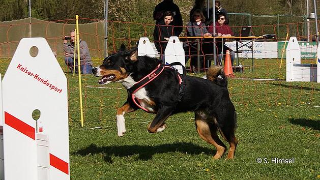 Flyball ist der einzige Mannschaftssport unter den Hundesportarten und &auml;hnelt dabei einem Staffellauf. Fotos: privat