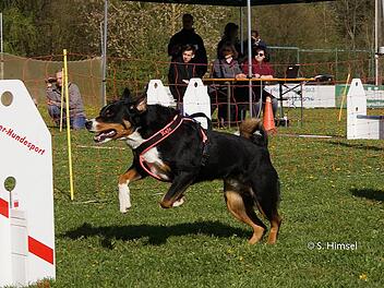 Flyball ist der einzige Mannschaftssport unter den Hundesportarten und &auml;hnelt dabei einem Staffellauf. Fotos: privat