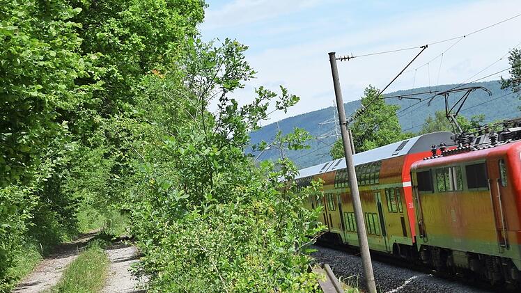 Der Weg zugewuchert und Bäume, die auf die Gleise stürzen könnten: Dass entlang der Bahnstrecke zwischen Sackenbach und Neuendorf stellenweise Handlungsbedarf besteht, ist offensichtlich. Doch die Eigentumsverhältnisse machen die Sache kompliziert.  Foto: Johannes Ungemach