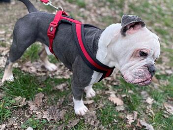 Tierheim Erlangen: Nach Aussetz-Skandal - Trauriger Rückschlag für Hund Gustav