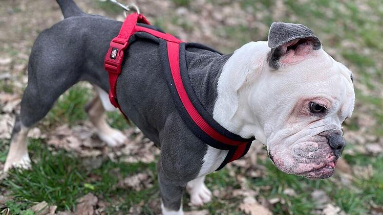 Tierheim Erlangen: Nach Aussetz-Skandal - Trauriger Rückschlag für Hund Gustav