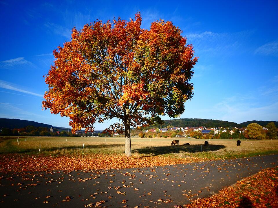 Die schönsten Herbstfotos aus Bad Kissingen und Umgebung