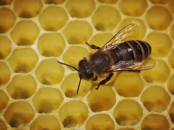 Bienenstöcke sorgen für Ärger im Landkreis Bad Kissingen.  Foto: Fredrik von Erichsen/dpa/Archiv