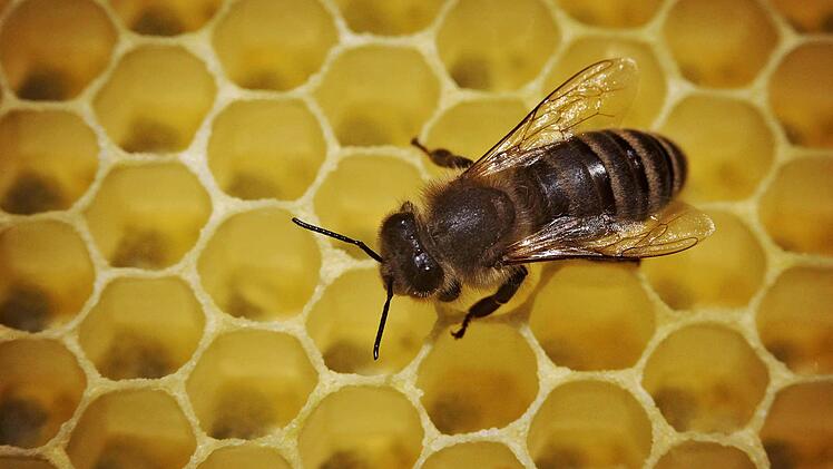 Bienenstöcke sorgen für Ärger im Landkreis Bad Kissingen.  Foto: Fredrik von Erichsen/dpa/Archiv
