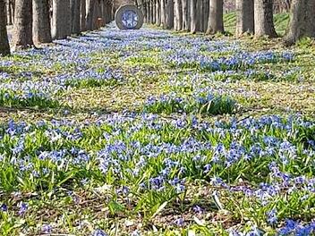 Blausternchen prägen derzeit das Bild in der Baille-Maille-Allee.Foto. Inge Tischer