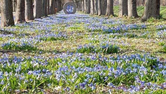 Blausternchen prägen derzeit das Bild in der Baille-Maille-Allee.Foto. Inge Tischer