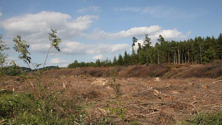 Die Stadt hat rund 2,8 Hektar Wald im Gewerbegebiet gerodet. Sie hofft, dass die Flächen dadurch besser vermarktet werden können. Foto: Ulrike Müller