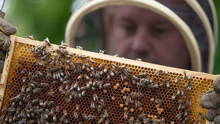 Deutschlands Imker haben in diesem Jahr deutlich weniger Honig eingeholt als in den Vorjahren, auch im Landkreis Bad Kissingen. Foto: Friso Gentsch, dpa