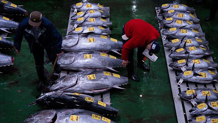 Erste Thunfischauktion des Jahres in Tokio