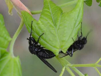 Diese schwarzen Insekten sitzen auf den Blättern eines Baums an der Bamberger Mußstraße.  Foto: Ronald Rinklef