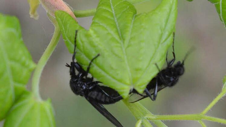 Diese schwarzen Insekten sitzen auf den Blättern eines Baums an der Bamberger Mußstraße.  Foto: Ronald Rinklef