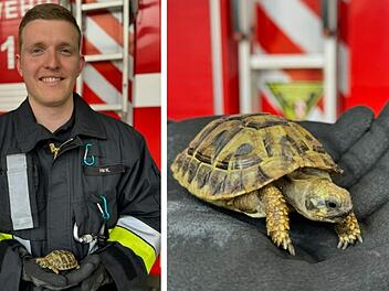 N&uuml;rnberg: Feuerwehr rettet ausgesetzte Schildkr&ouml;te - "kommt vielleicht als Maskottchen auf die Wache zur&uuml;ck"