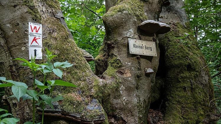 Zwei Extratouren, der Waldfensterer und der Kuppenweg, treffen sich.Jürgen Hüfner