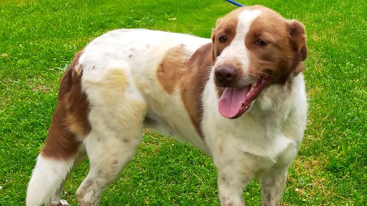 Tierheim Bamberg: H&uuml;ndin Princessa ist eine &Uuml;berlebensk&uuml;nstlerin und sucht geduldige Besitzer