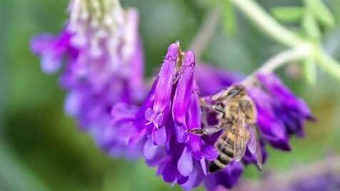 Eine Honigbiene an der Wicke, einer der vielen Wildackerblüten Foto: Adriane Lochner