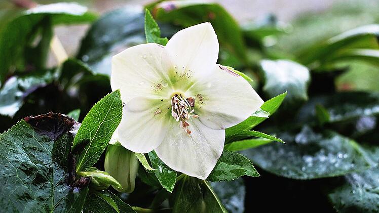 Christrose: so pflegen und pflanzen Sie die Winterblume