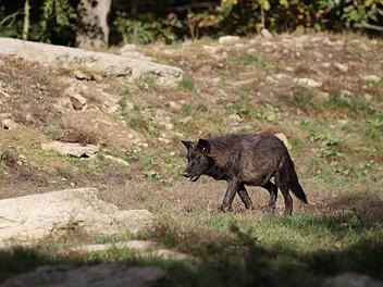 Kreis Bayreuth: W&ouml;lfe im Veldensteiner Forst bekommen Junge - Beh&ouml;rde mit eindringlichem Appell
