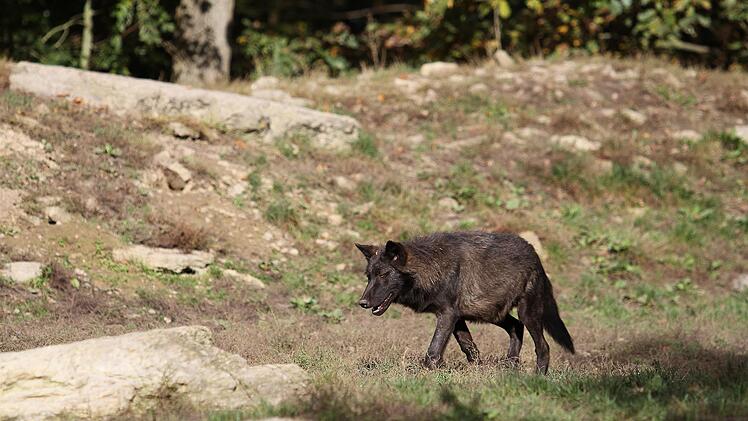 Kreis Bayreuth: W&ouml;lfe im Veldensteiner Forst bekommen Junge - Beh&ouml;rde mit eindringlichem Appell