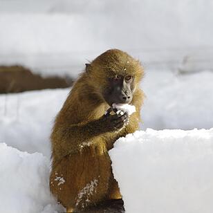 Winter im Tiergarten Nürnberg