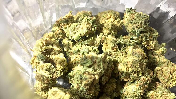 Cannabis