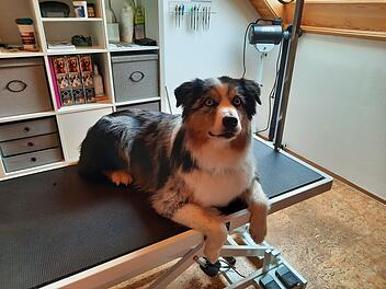 Bad Rodach: Hunde-Friseurin gibt Tipps - das solltest du bei der Fellpflege beachten