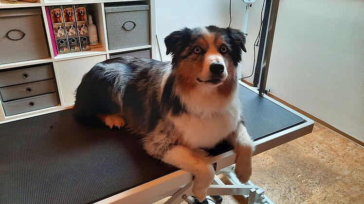 Bad Rodach: Hunde-Friseurin gibt Tipps - das solltest du bei der Fellpflege beachten