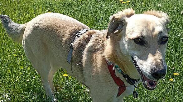 Hundekot am Gr&uuml;nstreifen &auml;rgert Anwohner