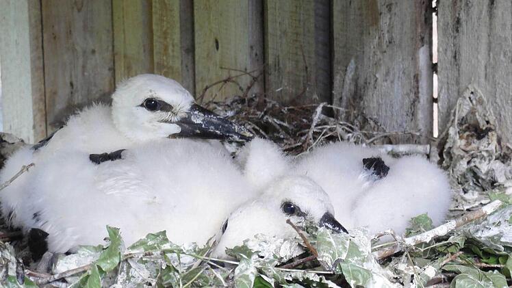Der Hammelburger Storchennachwuchs entwickelt sich in Regenstauf prächtig. Foto: Christian Merz
