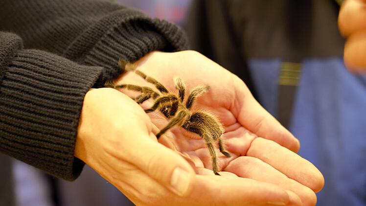 Insectophobie in Bad Kissingen: Deutschlands größte mobile Spinnen- und Insektenausstellung