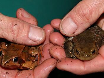 Teichfrosch (links) und Erdkröte haben unterschiedliche Augen. Bei dem linken Amphib sind sie rund, das andere Tier hat sie in Spaltform. Beide leben am Windheimer See und werden von Marc Baumgart (unten) über die Straße getragen. Noch dazu kann er einen Bergmolch retten. Fotos: Kathrin Kupka-Hahn