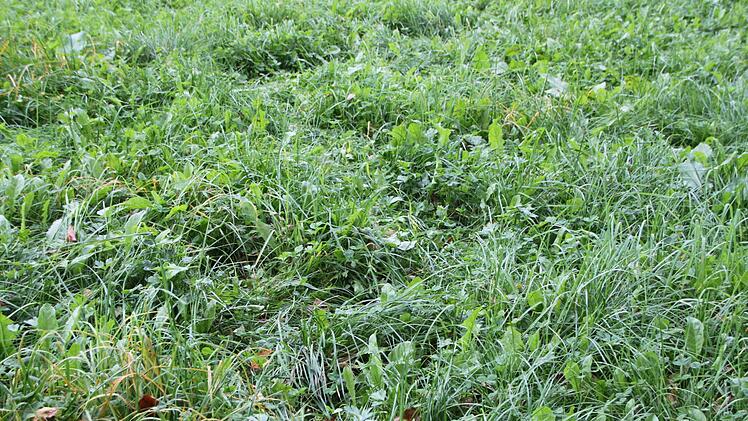 Biber hinterlassen Spuren - zum Beispiel auf dieser Wiese im Staatsbad Bad Brückenau. Foto: Ulrike Müller