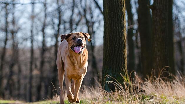 Hund l&auml;uft bellend auf Jogger zu