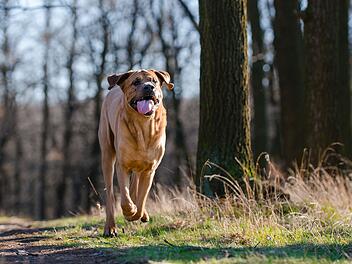 Hund läuft bellend auf Jogger zu