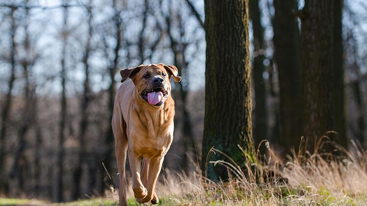 Hund läuft bellend auf Jogger zu