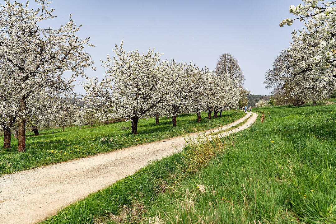 Unterwegs auf dem Kirschenweg.