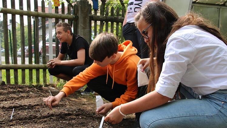 Sojabohnenexperiment der Mainleuser Schüler Foto: Dagmar Besand