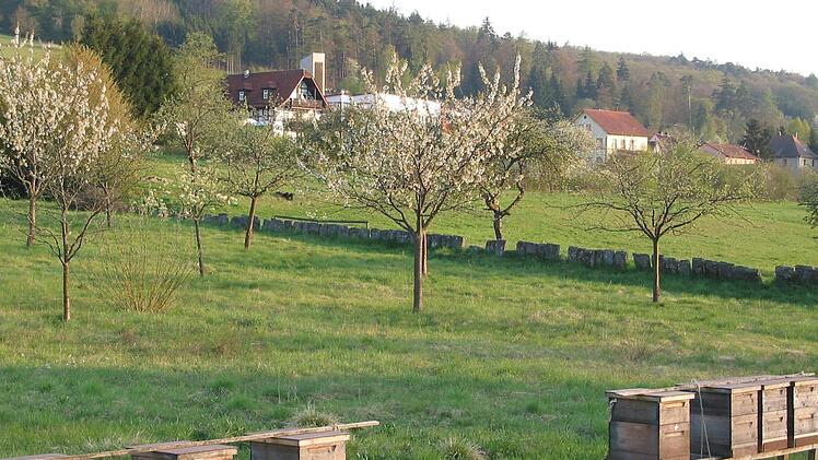 iDe vereinseigene Streuobstwiese in der Hohl ist ein blühendes Schmuckstück des Obst- und Gartenbauvereins Wernarz. Thomas Dill