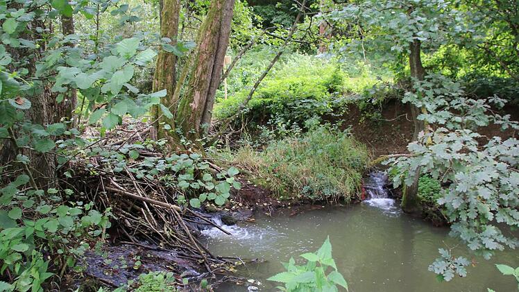 Ein Dammbau in der Wannig. Die Wannig hat sich bereits eine Umleitung gesucht.Heike Beudert